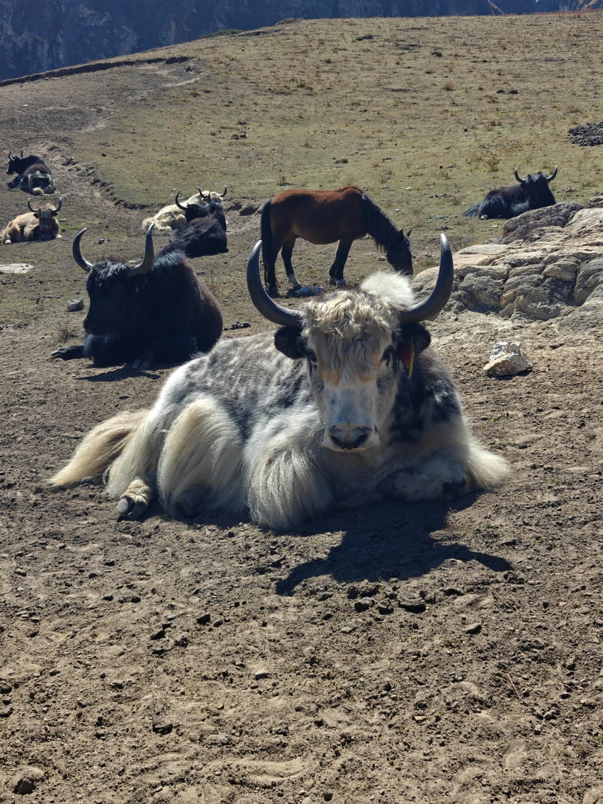 Himalayan yaks and a horse resting on a rugged mountain slope