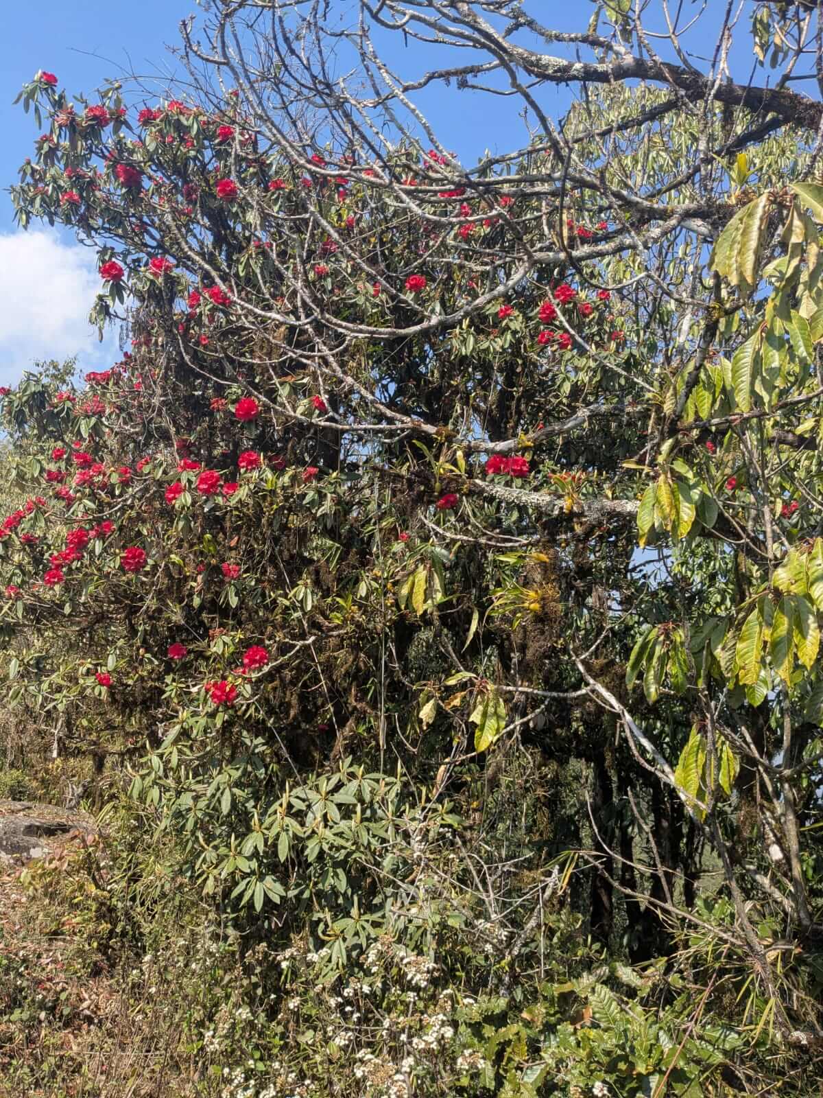 Panchase Trek trail scenery
